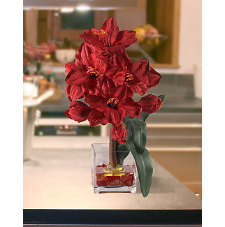 Amaryllis in Glass Vase