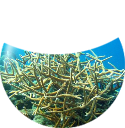 CORAL REEF