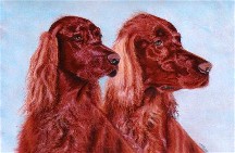 16 x 20 Portraits