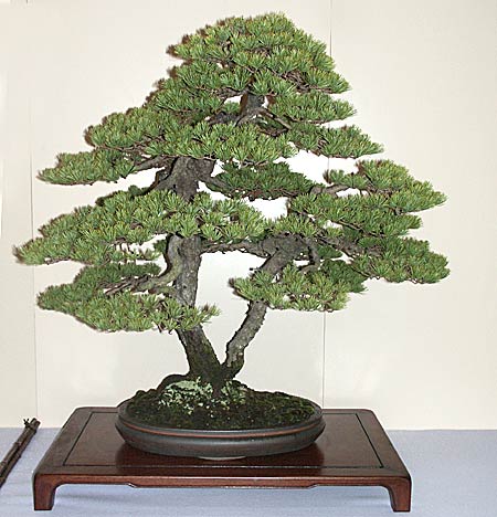 Kokufu Ten Bonsai Exhibition Japanese five-needle pine