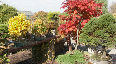 Autumn garden Maple