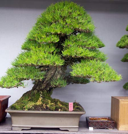 Green Club Japanese black pine for sale