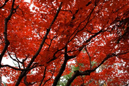 Kyoto Japanese maples were in full autumn color