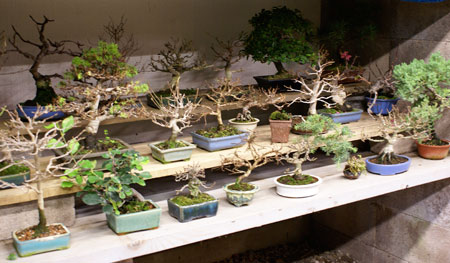 Shohin bonsai winter protection