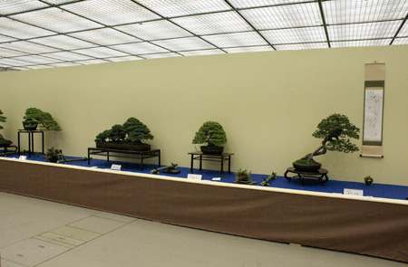 Taikan Ten Bonsai Exhibition in Kyoto