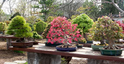 Maples in Spring Glory