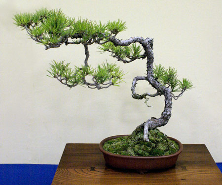 red japanese maple bonsai. in Kyoto Taikan Ten Bonsai