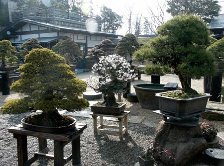 Shunka-en Bonsai Museum view