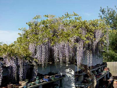 Wisteria in Garden