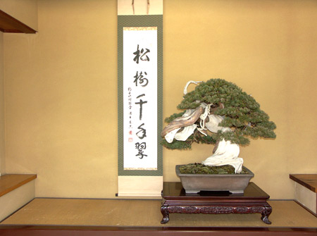 Shunka-en Bonsai Museum juniper display