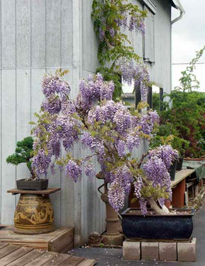 Wisteria bonsai