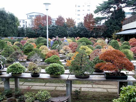 Omiya Bonsai Village, Fuyo-en Bonsai Garden