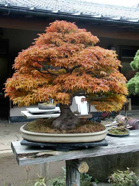 Shshigashira Japanese maple