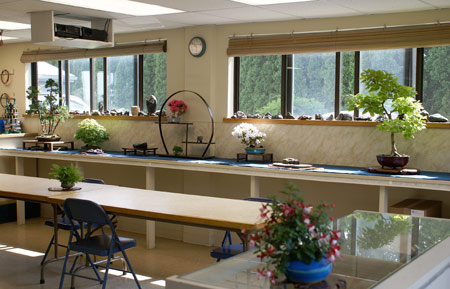 Bonsai studio summer display