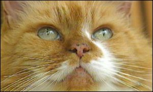 oldest cat