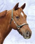 HORSE SUPPLIES