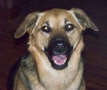 Jindy, a 3 year old Curbstone Setter mix of Shepherd, Chow and Beagle Jindy, a 3 year old Curbstone Setter mix of Shepherd, Chow and Beagle