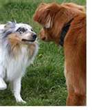 2 dogs meeting