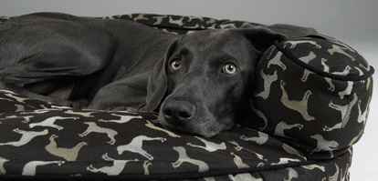 William Wegman 'Rotator' Bolster Dog Bed