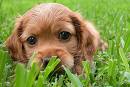 puppy in grass