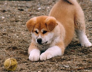 puppy playing with tennis ball