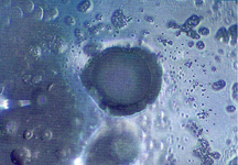 water exposed to a cell phone