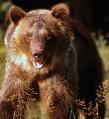 Picture of Bear Running