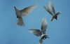 Doves NJ, White Dove Release
