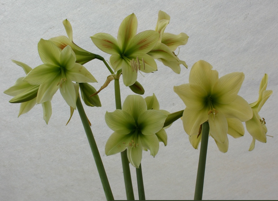 Green Amaryllis Comparison