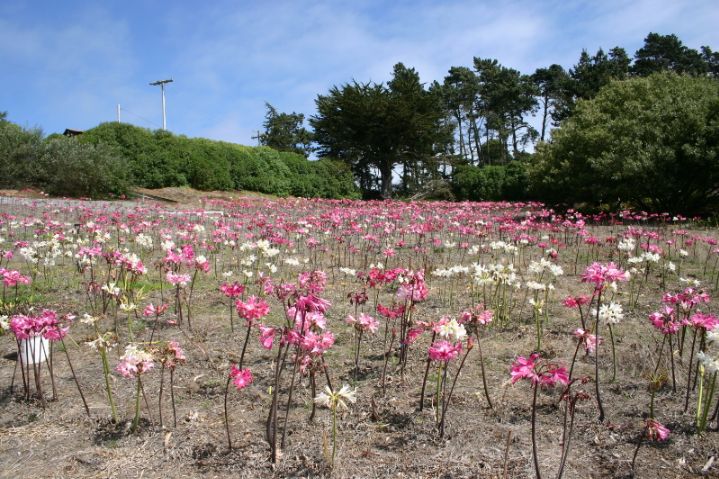 Field of Amaryllis Belladonna