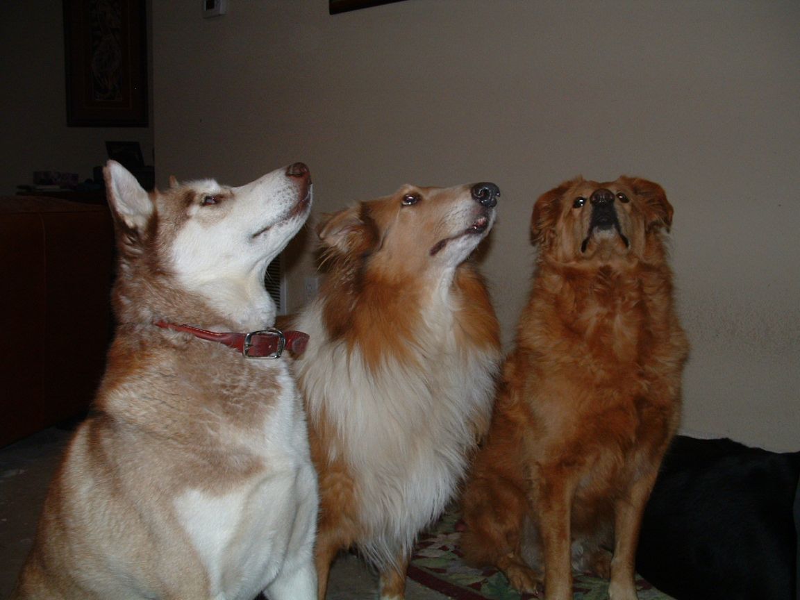 Dog Obedience | Dog Adoption Preparation | Behavioral ...
