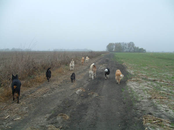 Happy Tails
