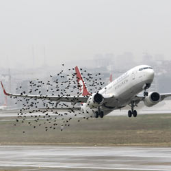 Birds cause damage at airport