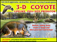Coyote Decoy