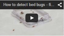 Video Bed Bug Monitor