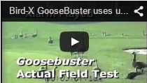 Video Goose Buster