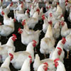 Poultry dying from Bird Flu
