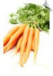 Helio Carrot CO2 Total in Jojoba (Carrot Root) | Alabama Essential Oils