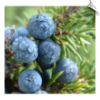 Juniperberry Oil Water Soluble | Alabama Essential Oils