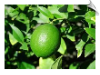 Lime Expressed Water Soluble | Alabama Essential Oils