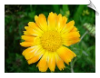 Marigold Flower CO2 Total | Alabama Essential Oils