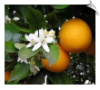 Orange Oil Water Soluble 10 Fold Decolorized | Alabama Essential Oils