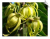 Ylang Ylang Oil Water Soluble | Alabama Essential Oils