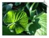 Violet Leaf Absolute | Alabama Essential Oils
